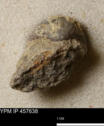 Helaspis sp.