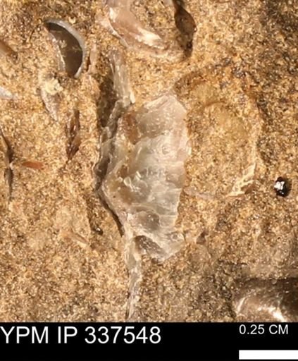 undet. Bivalvia