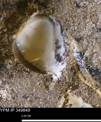 undet. Mollusca