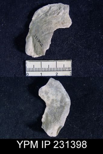 Linoproductus prattenianus