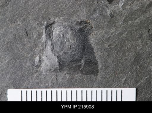 undet. Eurypterida