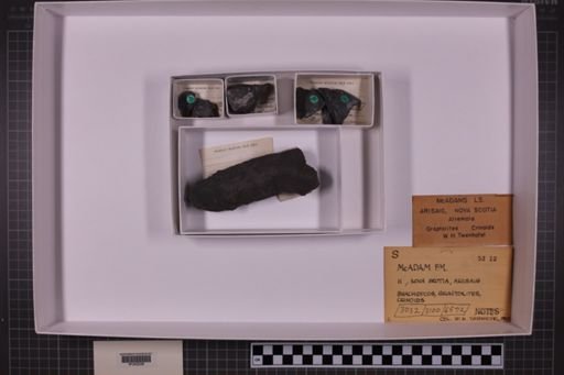 mixed taxa, stratigraphic collection