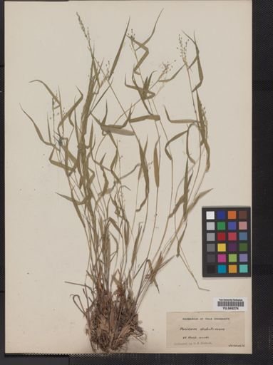 Panicum dichotomum