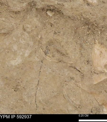 undet. Mollusca