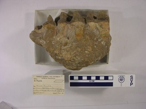 Rhinocerotidae