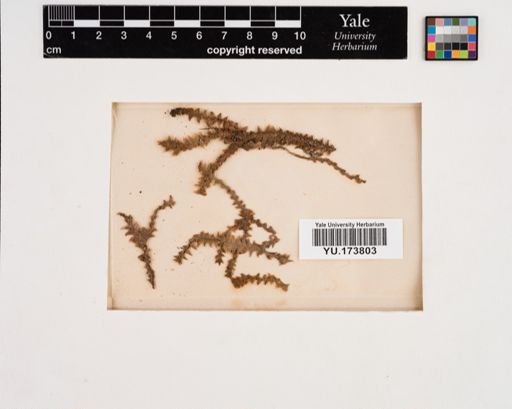 Plantae
