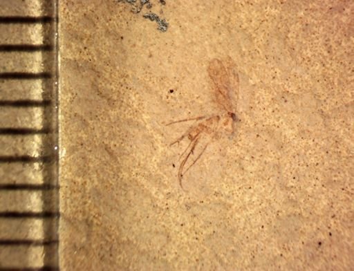 undet. Mycetophilidae