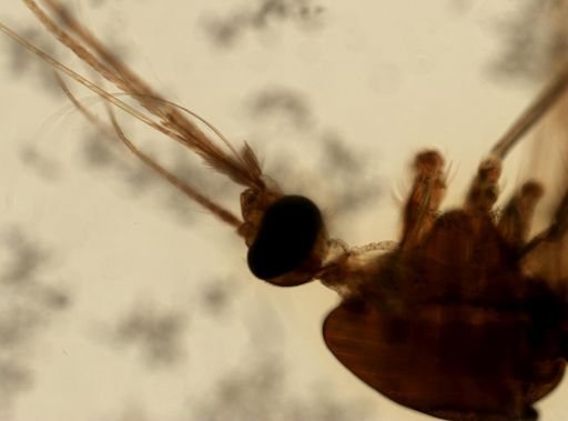 Anopheles