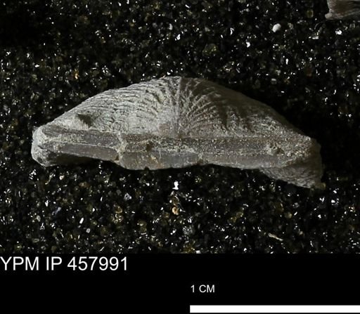 Strophodonta sp.