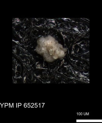 undet. Foraminiferida