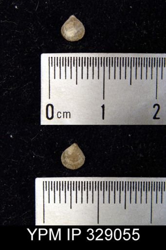 Meristella sp.