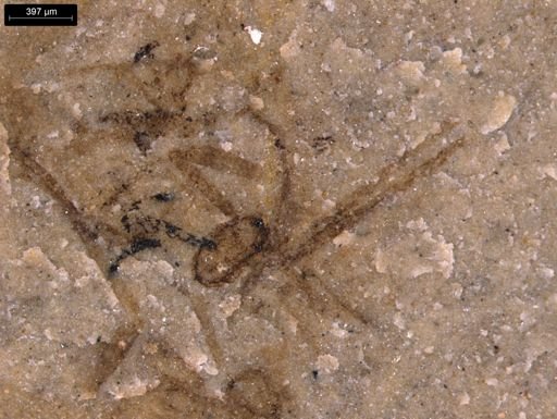 undet. Araneida