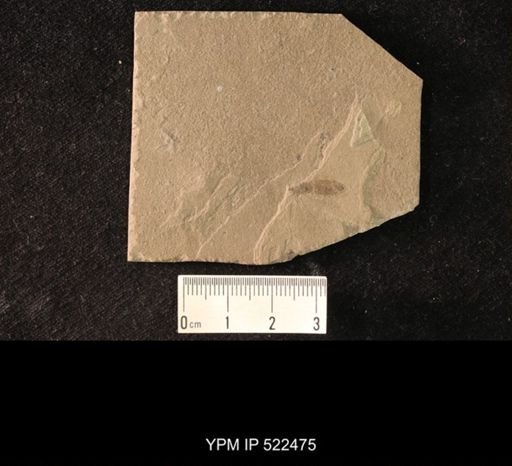 undet. Hexapoda