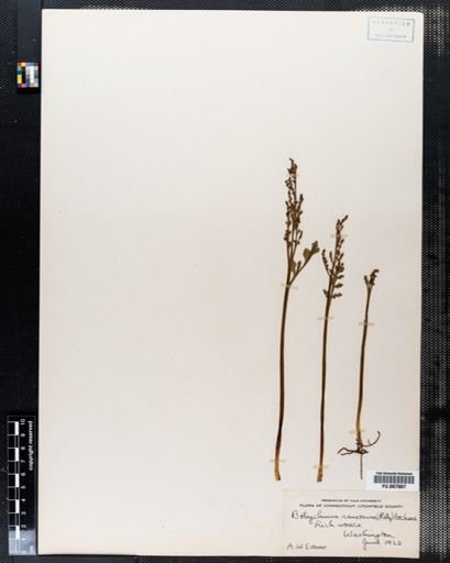 Botrychium