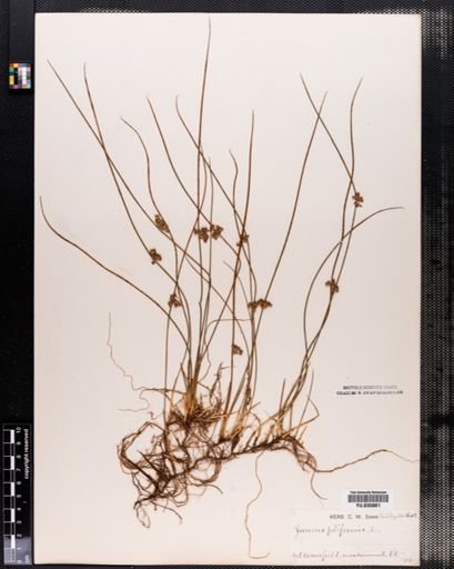 Juncus filiformis