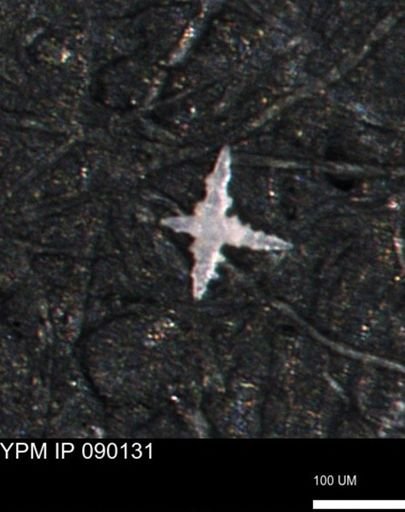 undet. Porifera