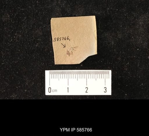 undet. Coleoptera