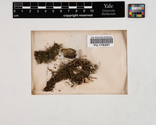 Plantae