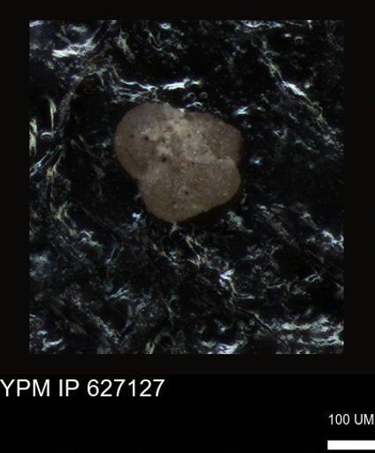 undet. Foraminiferida