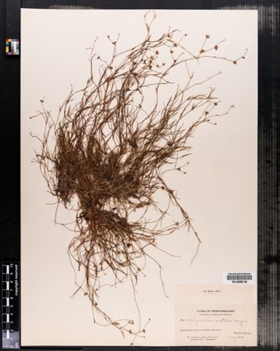Juncus subtilis