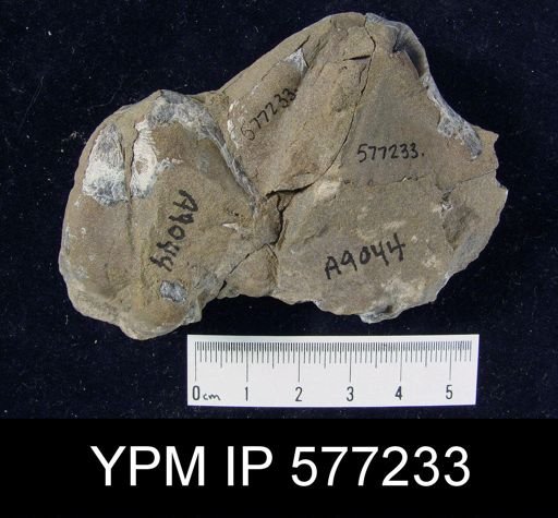 Platyrachella sp.
