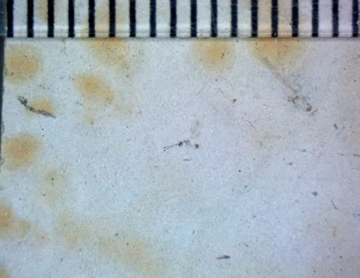 undet. Hymenoptera