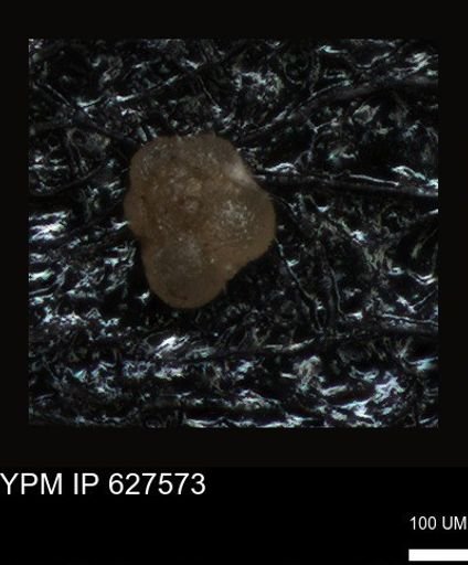 undet. Foraminiferida