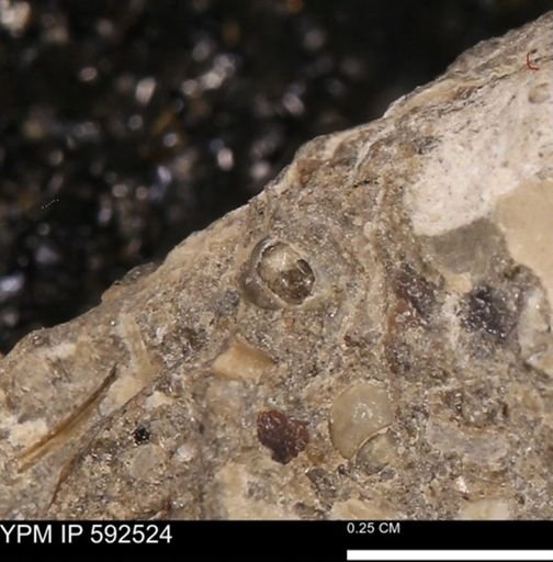 undet. Gastropoda
