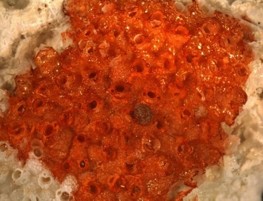 Gigantopora pupa