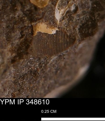 undet. Mollusca