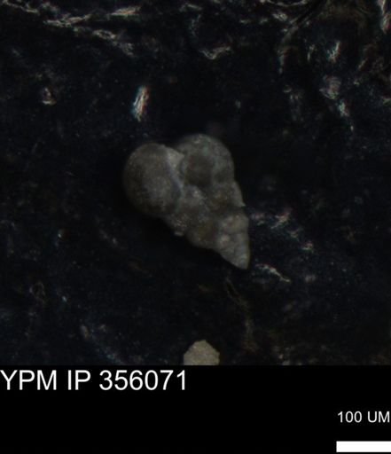 undet. Foraminiferida