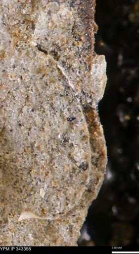 undet. Bivalvia