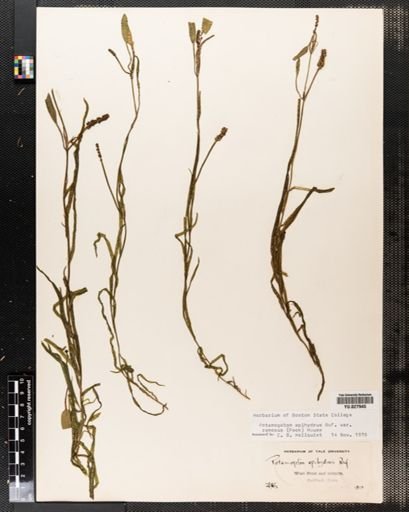 Potamogeton epihydrus
