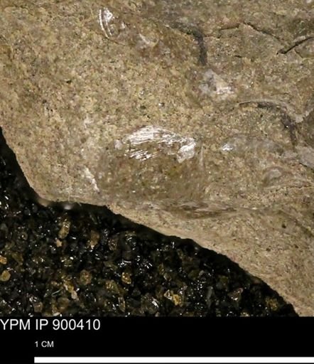 Anomia gryphorhyncha
