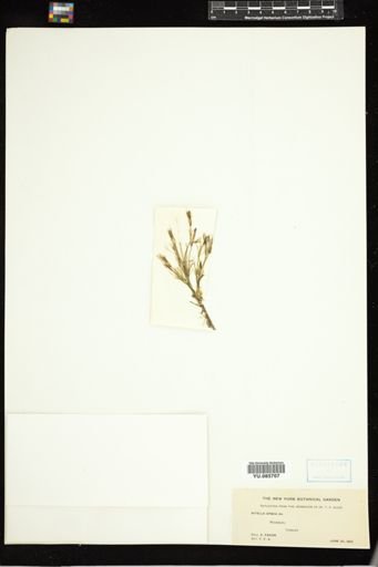 Nitella opaca