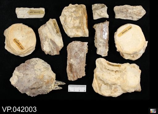 Ichthyodectes sp.