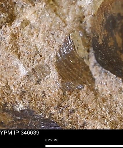 undet. Mollusca