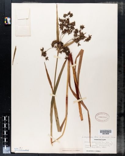 Scirpus expansus