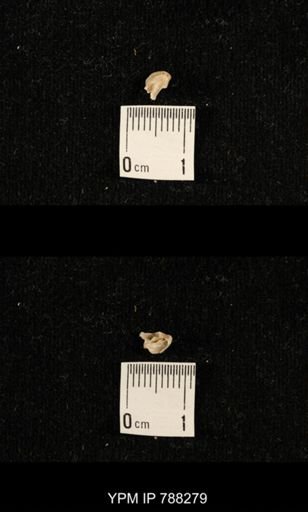 undet. Brachiopoda