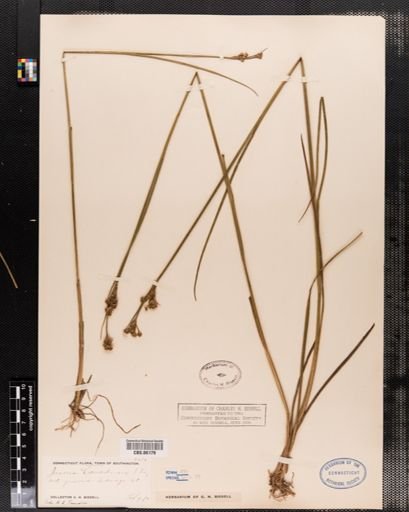 Juncus canadensis
