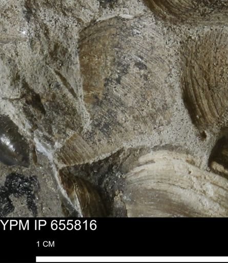 Limopsis striatopunctatus
