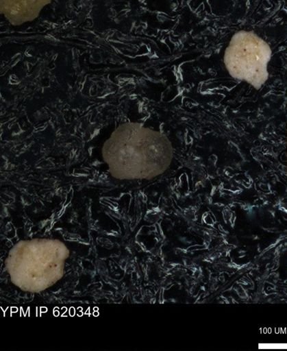 undet. Foraminiferida