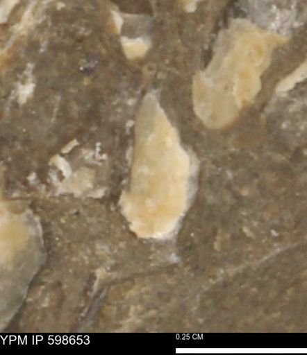 undet. Mollusca