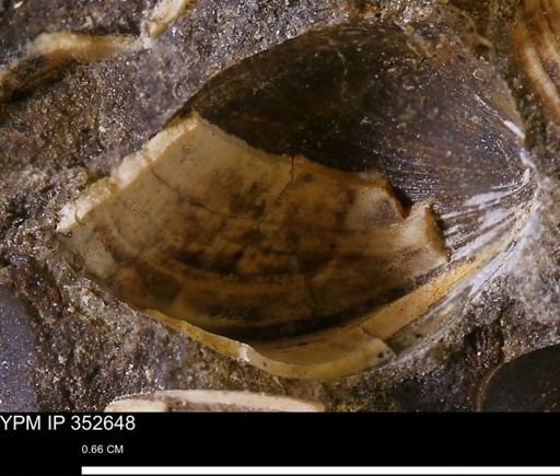 undet. Bivalvia