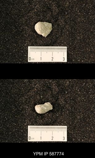 Anastrophia internascens