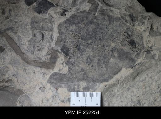 undet. Eurypterida