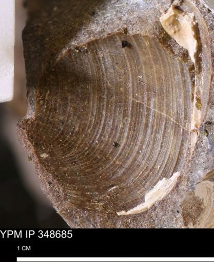 Limopsis striatopunctatus