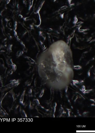 undet. Foraminiferida