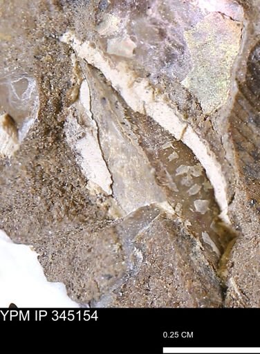 undet. Bivalvia