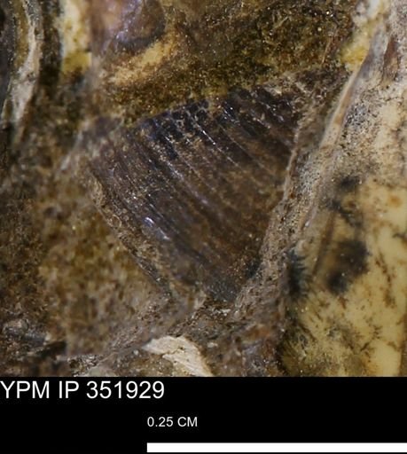 Limopsis striatopunctatus
